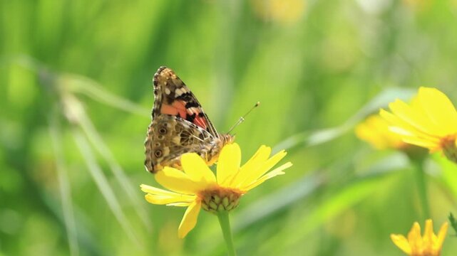 Butterfly feeding on a yellow Corn Marigold flower in Cyprus spring meadow - 4K Video