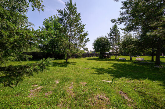 sunny grassy yard bordered by tall pine and deciduous trees; wooden fence in background, with scattered benches and planters; clear blue sky overhead, dappled shadows on lawn