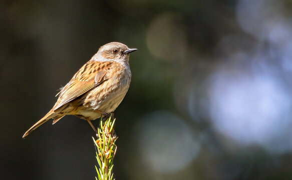 Dunnock