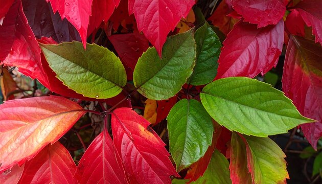 Autumn Leaves CloseUp.