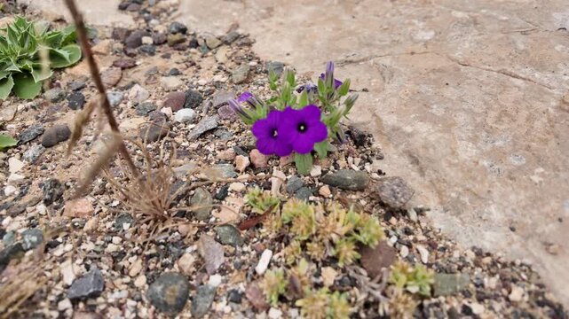 Wild Violet texture