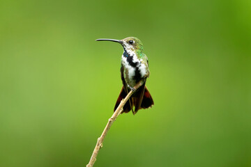 Fototapeta premium The black-throated mango (Anthracothorax nigricollis) is a species in subfamily Polytminae of the hummingbird family Trochilidae.
