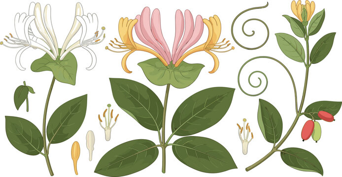 Honeysuckle Botanical Vector Set with Pink White Flowers Leaves Berries and Detailed Plant Anatomy