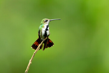 Fototapeta premium The black-throated mango (Anthracothorax nigricollis) is a species in subfamily Polytminae of the hummingbird family Trochilidae.