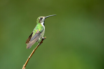 Fototapeta premium The black-throated mango (Anthracothorax nigricollis) is a species in subfamily Polytminae of the hummingbird family Trochilidae.
