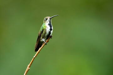 Fototapeta premium The black-throated mango (Anthracothorax nigricollis) is a species in subfamily Polytminae of the hummingbird family Trochilidae.
