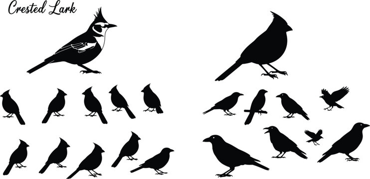 Crested lark bird silhouettes collection featuring various poses and species isolated on white background for wildlife, ornithology, and nature illustration