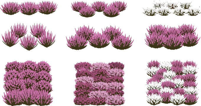 Purple Pink White Heather Bush Cluster Vector Set with Multiple Ground Cover Arrangement Variations