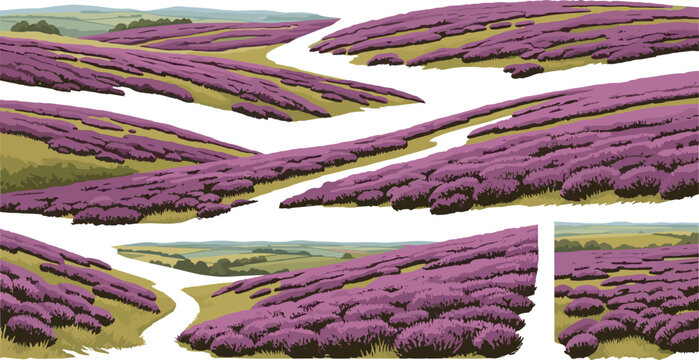 Purple Heather Moorland Landscape Vector Set with Rolling Hills Fields and Scenic Rural Panorama