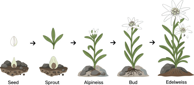 Edelweiss Alpine Plant Growth Stages Vector Illustration from Seed Sprout Bud to Full Bloom