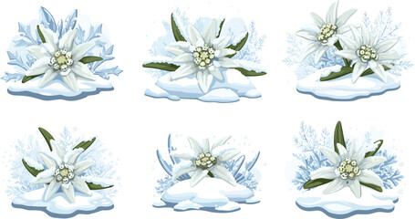 Fototapeta premium White Edelweiss Alpine Winter Flower Vector Set with Snow Ice Crystals and Frost Arrangements