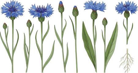 Blue Cornflower Botanical Vector Set with Stems Buds Leaves and Root Detailed Illustrations © MdNipon