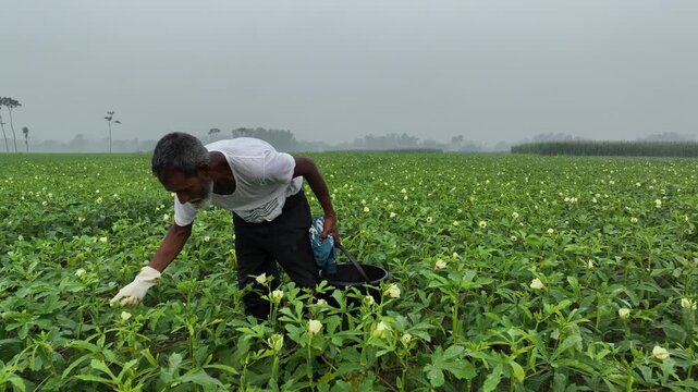 Farmer harvesting fresh okra vegetables in a large agricultural field