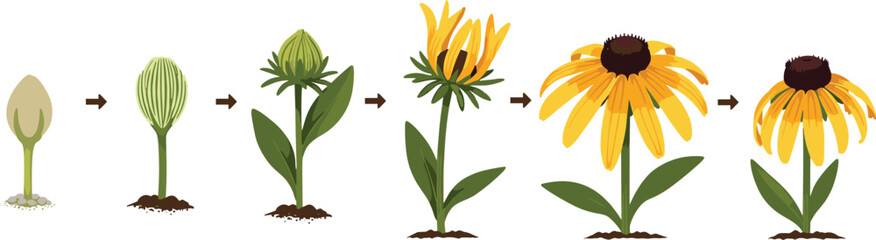 Black Eyed Susan Flower Life Cycle Growth Stages from Seed to Full Bloom Illustration © MdNipon