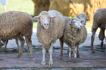 Naklejka premium Flock of woolly sheep standing on a brick pathway in a rural farm, with two sheep looking directly at the camera during a sunny day.