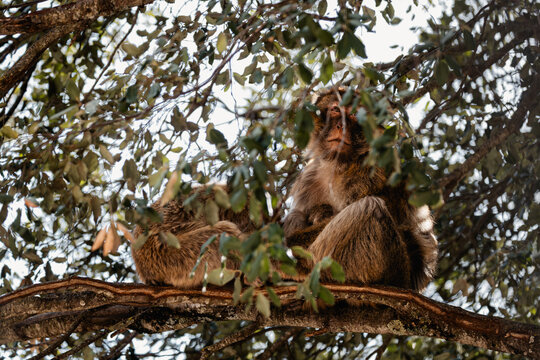 Barbary macaque monkeys resting on a tree branch in Ifrane National Park, Morocco, showcasing natural wildlife behavior