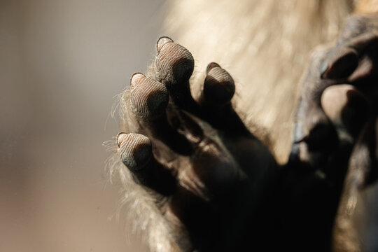 Barbary macaque hand touching transparent surface, showing unique fingerprints and textured skin in Ifrane National Park
