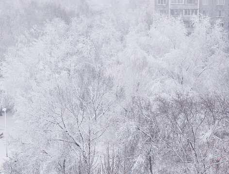White trees in snow spring landscape background