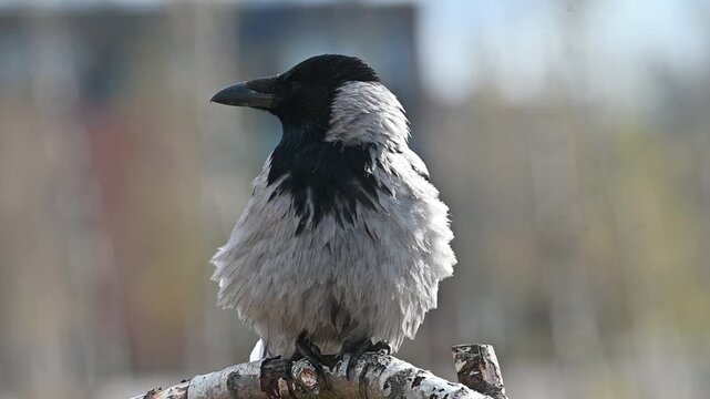 Crow Holding on a Tree Branch During Windy Day Full HD Slow Motion