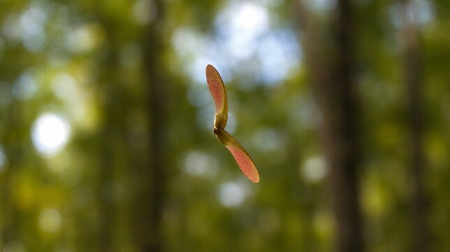autogyro. A maple seed spiraling down against a blurred forest backdrop. representing seasonal cycles and harvest abundance, gardening catalogs, designed for gardening and botanical catalogs.