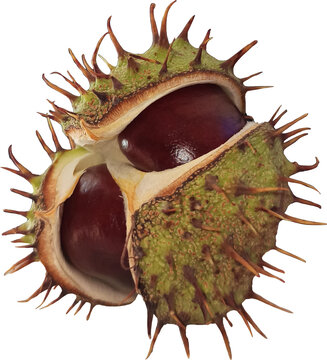 Detailed Open Spiky Chestnut Hull with Glossy Brown Conkers