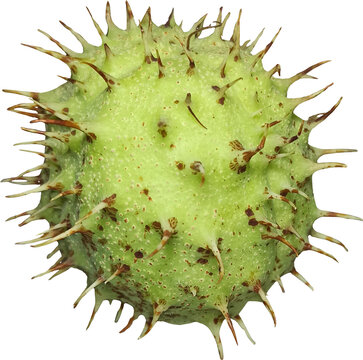 Isolated Spiky Green Chestnut Shell on Transparent Background