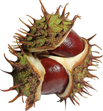 Open Spiky Chestnut Shell with Two Shiny Brown Seeds