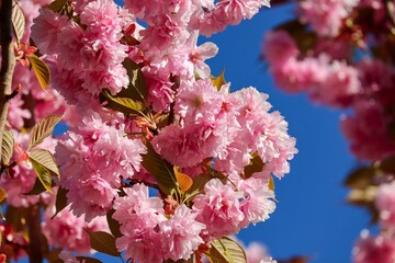 Fototapeta premium rosa Kirschblüten einer Zierkirsche 