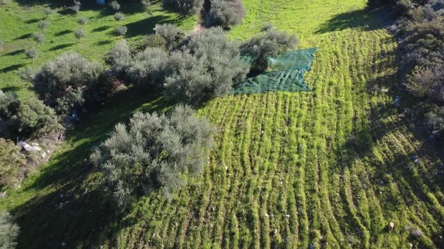 Aerial overhead shot of olive tree harvesting nets and planted grove