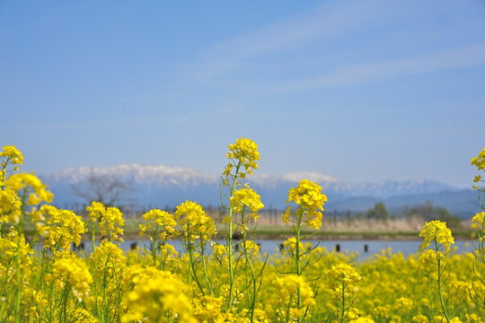福島潟の菜の花畑と飯豊連峰（新潟県新潟市北区）