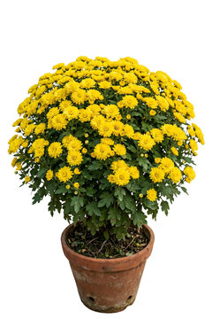 yellow chrysanthemums in terracotta pot on transparent background