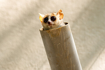 Fototapeta premium Grey Brown Mouse Lemur peering out of a pipe