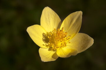 Obraz premium Yellow Wood Anemone (Anemone ranunculoides)