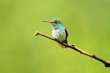 Fototapeta premium The violet-bellied hummingbird (Chlorestes julie) is a species of hummingbird characterized by the male's shimmering violet belly
