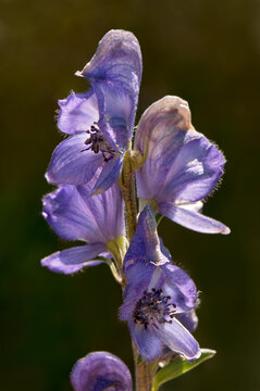 Monkshood (Aconitum napellus)