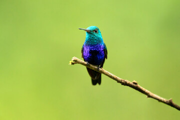 Fototapeta premium The violet-bellied hummingbird (Chlorestes julie) is a species of hummingbird characterized by the male's shimmering violet belly