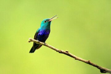 Fototapeta premium The violet-bellied hummingbird (Chlorestes julie) is a species of hummingbird characterized by the male's shimmering violet belly