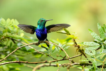 Fototapeta premium The violet-bellied hummingbird (Chlorestes julie) is a species of hummingbird characterized by the male's shimmering violet belly