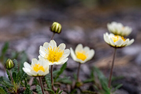 Mountain avens