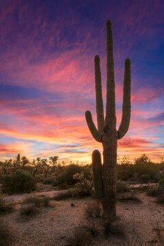 saguaro cactus at sunset in arizona