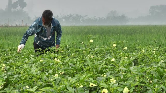 Asian farmer harvesting okra in a lush green field