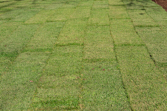 Overhead angled view of completed green turf lawn showing uniform sod panel grid seams across entire surface, fresh installation result