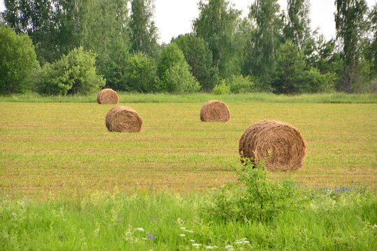 Hay Bales in a Green Field with Trees copy space