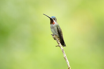 Fototapeta premium The long-billed starthroat (Heliomaster longirostris) is a species of hummingbird in the 
