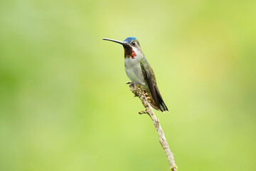 Fototapeta premium The long-billed starthroat (Heliomaster longirostris) is a species of hummingbird in the 