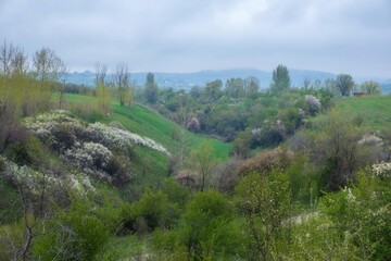 Naklejka premium Spring landscape of green hills and blooming trees in Almaty region, Kazakhstan. Rural nature background suitable for travel, environment conservation, and agricultural marketing themes.