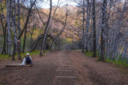 A hiker with a dog sits on a bench in a birch forest along the hiking trail to Kok Zhailau in Almaty, Kazakhstan. Suitable for travel blogs, lifestyle backgrounds, and nature-themed designs.
