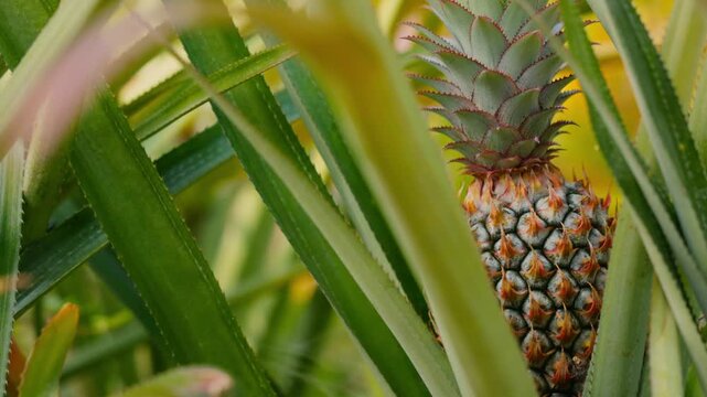 Pineapple ripening in a tropical garden, close up of fresh exotic fruit growing on plant with green leaves in natural sunlight, organic agriculture and healthy food concept, vibrant detail and natural