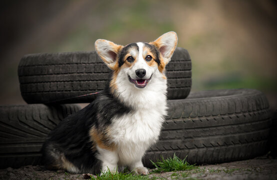 Happy Pembroke Welsh Corgi sitting outdoors with car tires