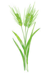 Obraz premium 咲き誇るオオムギの花の手描きの水彩イラスト(透過PNG) 